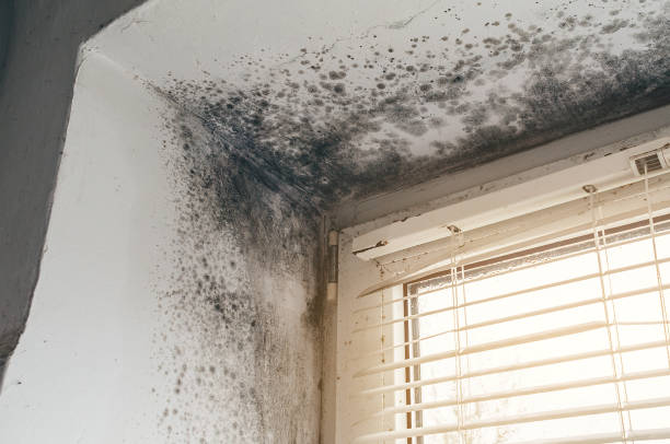 Affordable Attic Mold Remediation solutions in Temperanceville, VA