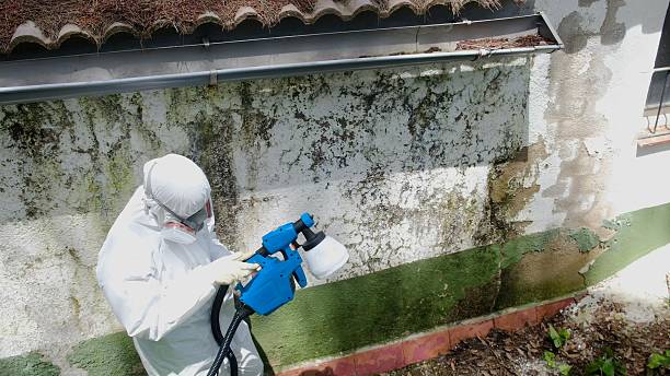 Top rated local Attic Mold Remediation specialists in Temperanceville, VA